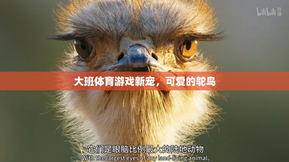 大班體育新寵，鴕鳥的歡樂運(yùn)動(dòng)時(shí)光