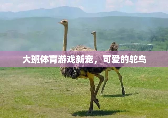 大班體育新寵，鴕鳥的歡樂運(yùn)動(dòng)時(shí)光