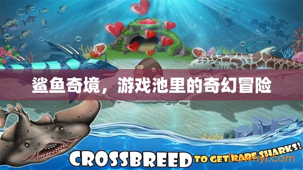 鯊魚奇境，游戲池里的奇幻冒險