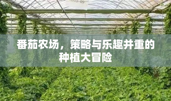 番茄農(nóng)場，策略與樂趣并重的種植大冒險