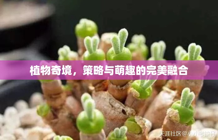 植物奇境，策略與萌趣的雙重盛宴  第2張