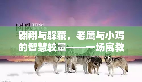 翱翔與躲藏，老鷹與小雞的智慧較量——一場寓教于樂的體育游戲