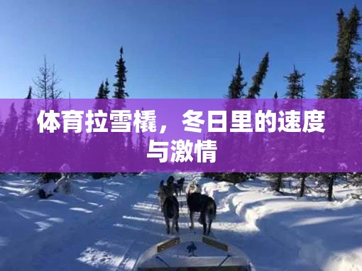 冬日速度與激情，體育拉雪橇的魅力