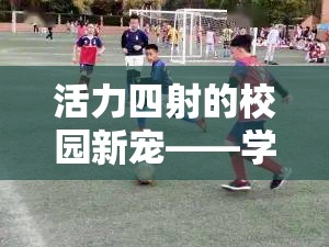 校園新寵，學(xué)生體育課雙人游戲智勇接力