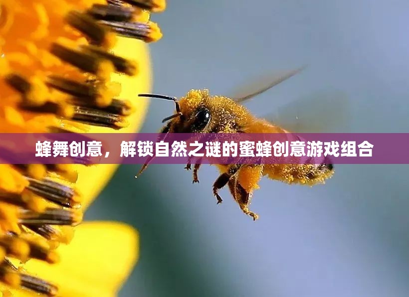 蜂舞創(chuàng)意，解鎖自然之謎的蜜蜂游戲組合