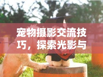 寵物攝影交流技巧，探索光影與愛的藝術(shù)之旅