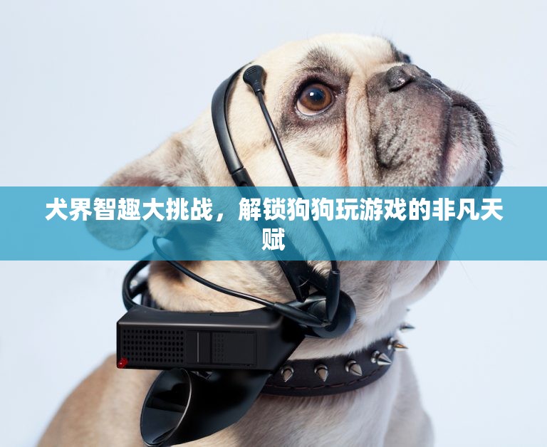 犬界智趣大挑戰(zhàn)，解鎖狗狗的非凡游戲天賦