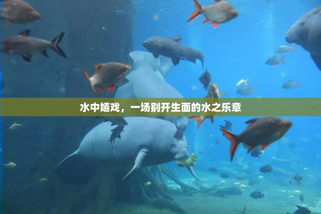 水中嬉戲，奏響別開(kāi)生面的水之樂(lè)章