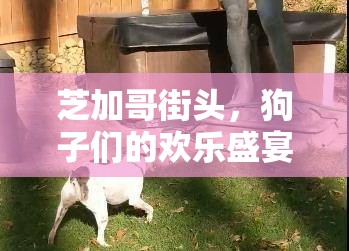 芝加哥街頭，狗子們的歡樂盛宴，探索城市中的獨特游戲魅力