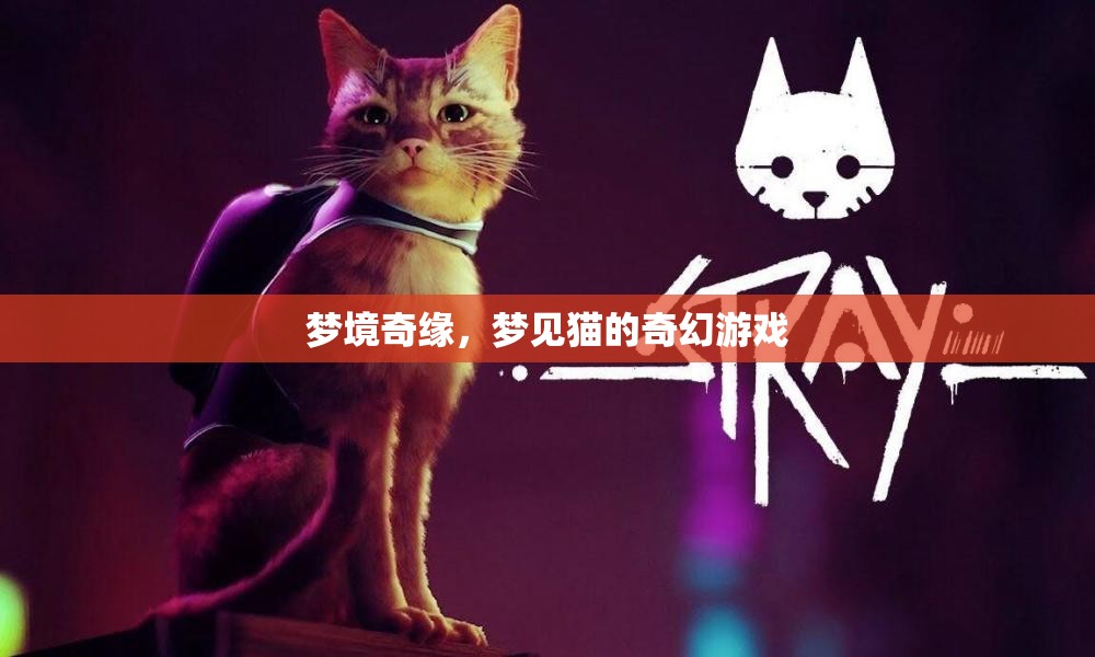 夢境奇緣，與貓共舞的奇幻之旅