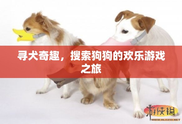 尋犬奇趣，狗狗搜索的歡樂冒險之旅