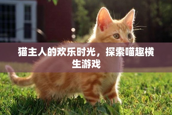 喵趣橫生，貓主人的歡樂時光探索