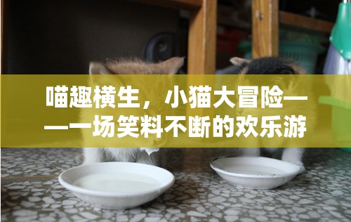 喵趣橫生，小貓大冒險的歡樂笑料之旅