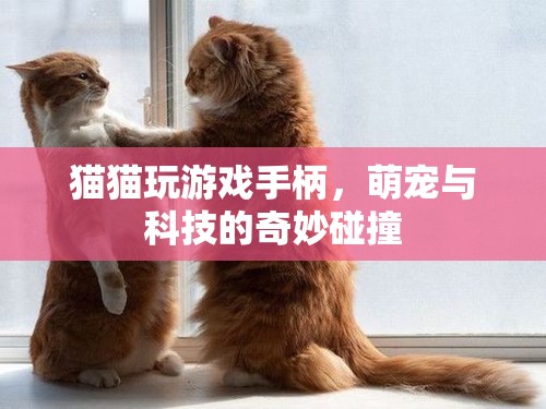 萌寵與科技的奇妙碰撞，貓貓玩游戲手柄的樂(lè)趣