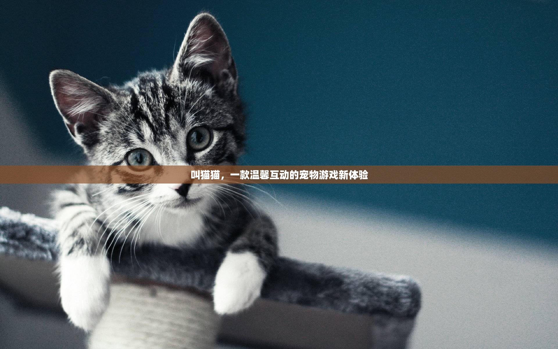 探索叫貓貓，一款溫馨互動的寵物游戲新體驗