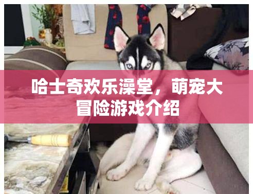 哈士奇歡樂澡堂，萌寵大冒險(xiǎn)的歡樂之旅
