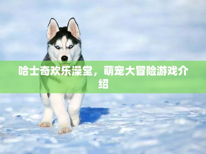 哈士奇歡樂澡堂，萌寵大冒險(xiǎn)的歡樂之旅