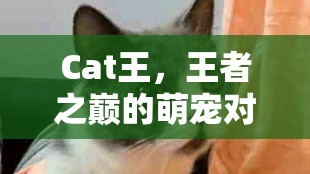 王者之巔的萌寵對決，Cat王的榮耀之戰(zhàn)