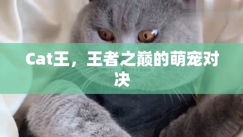 王者之巔的萌寵對決，Cat王的榮耀之戰(zhàn)