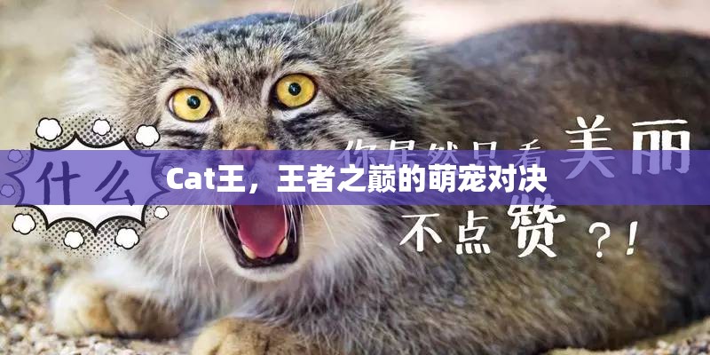 王者之巔的萌寵對決，Cat王的榮耀之戰(zhàn)