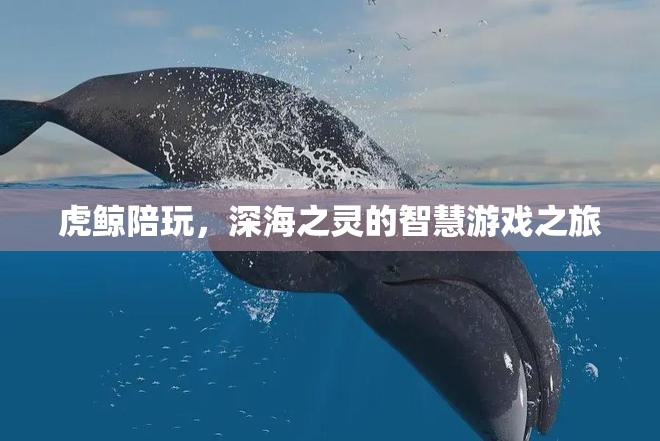 虎鯨伴游，深海之靈的智慧游戲探索