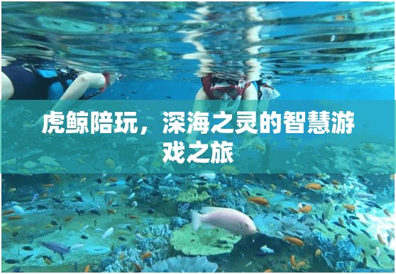 虎鯨伴游，深海之靈的智慧游戲探索