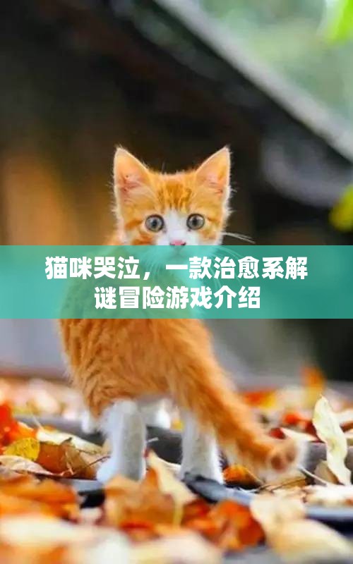 貓咪哭泣，治愈系解謎冒險(xiǎn)之旅