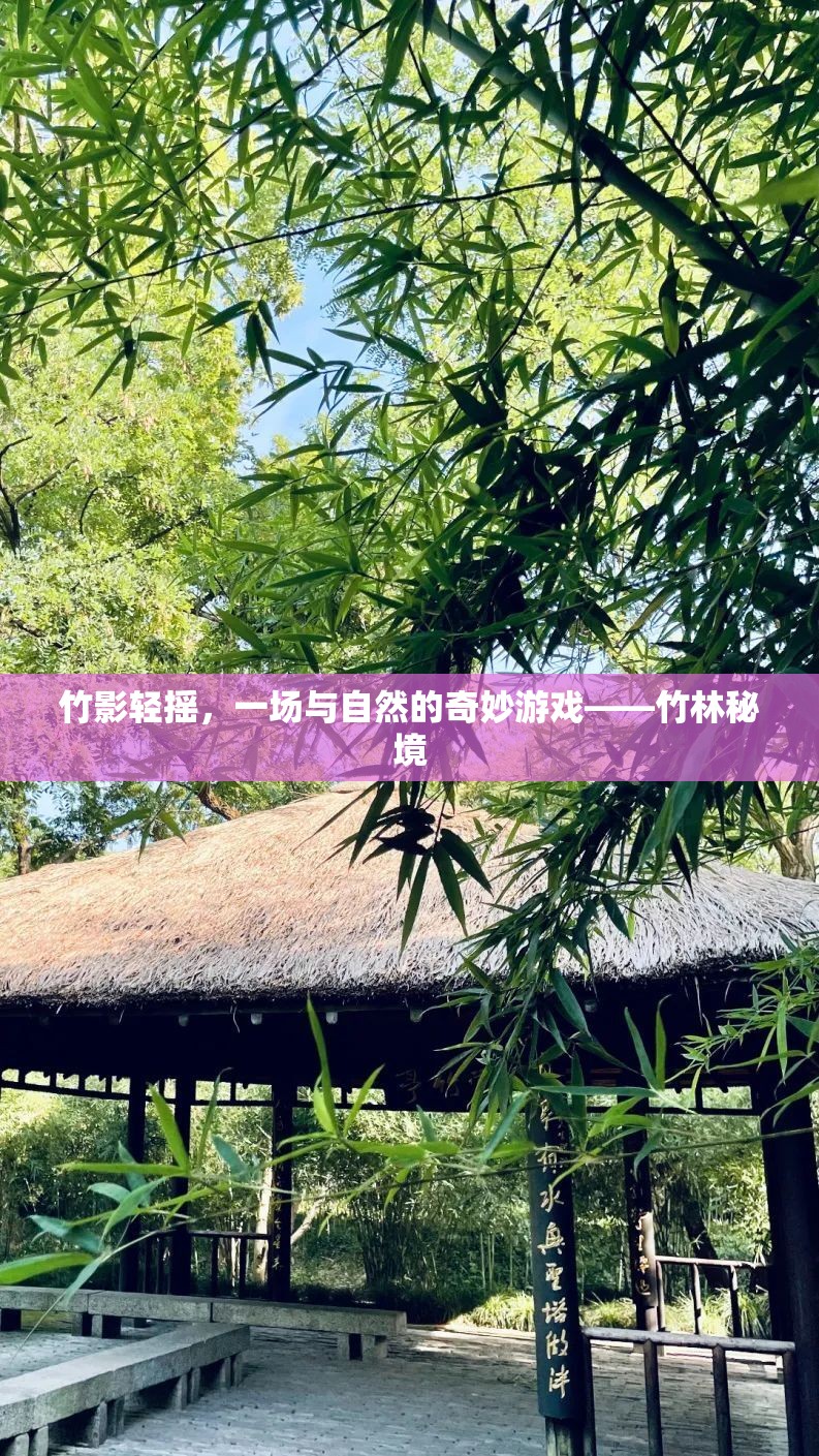 竹影輕搖，一場(chǎng)與自然的奇妙游戲在竹林秘境中展開