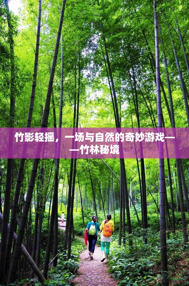 竹影輕搖，一場(chǎng)與自然的奇妙游戲在竹林秘境中展開