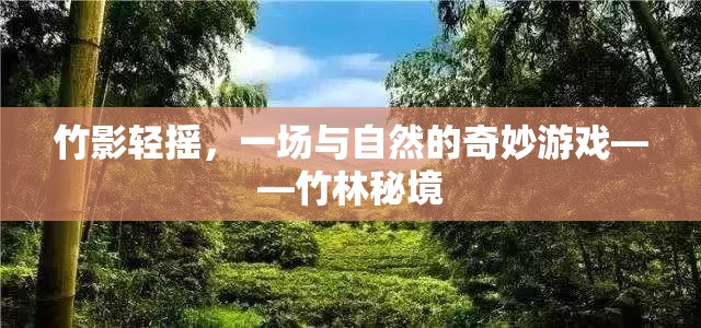 竹影輕搖，一場(chǎng)與自然的奇妙游戲在竹林秘境中展開