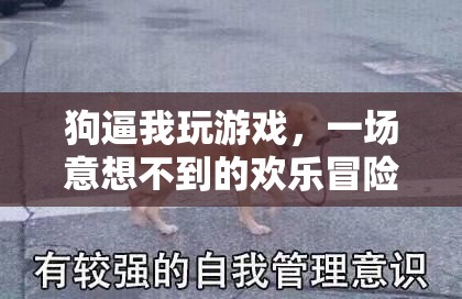 狗的‘逼迫’，一場(chǎng)意想不到的歡樂(lè)冒險(xiǎn)之旅