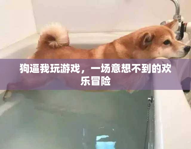 狗的‘逼迫’，一場(chǎng)意想不到的歡樂(lè)冒險(xiǎn)之旅