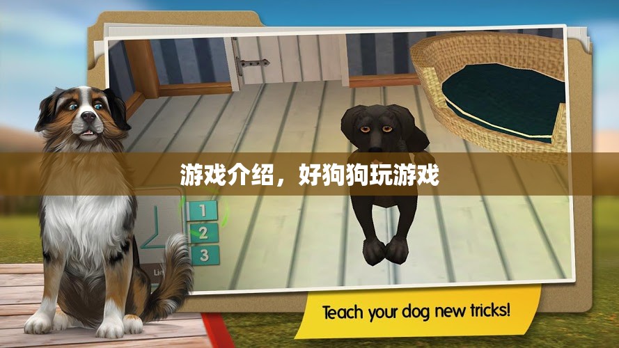 好狗狗玩游戲，趣味橫生的寵物游戲介紹