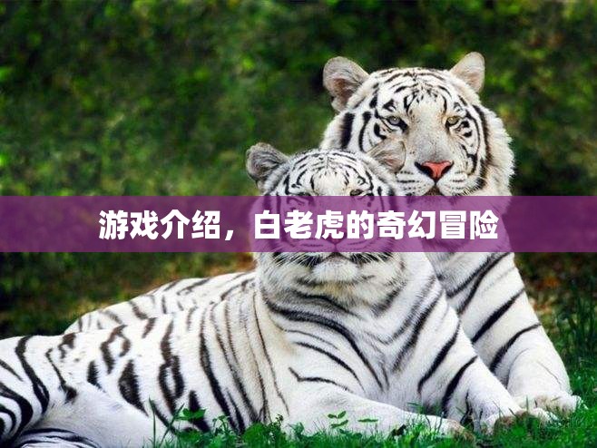 白老虎的奇幻冒險(xiǎn)，一場(chǎng)驚險(xiǎn)刺激的冒險(xiǎn)之旅
