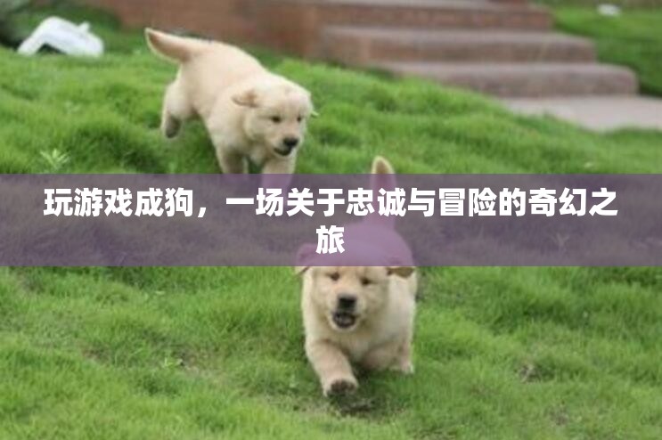 忠誠(chéng)與冒險(xiǎn)的奇幻之旅，游戲人生