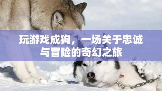 忠誠(chéng)與冒險(xiǎn)的奇幻之旅，游戲人生