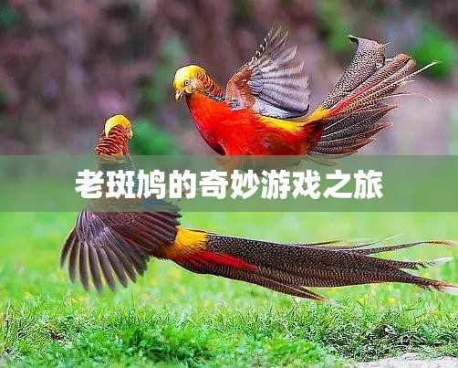老斑鳩的奇妙冒險之旅