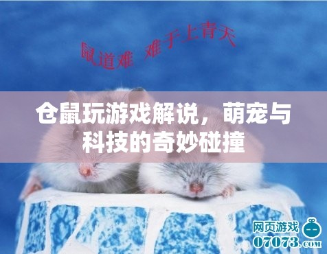 萌寵科技碰撞，倉(cāng)鼠玩游戲解說(shuō)