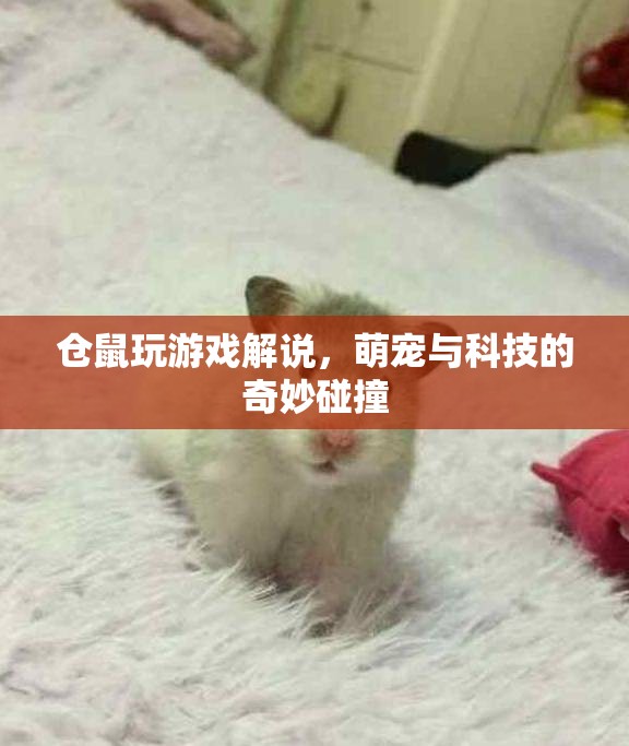 萌寵科技碰撞，倉(cāng)鼠玩游戲解說(shuō)