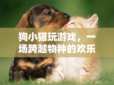 狗貓歡樂冒險(xiǎn)，跨越物種的友誼