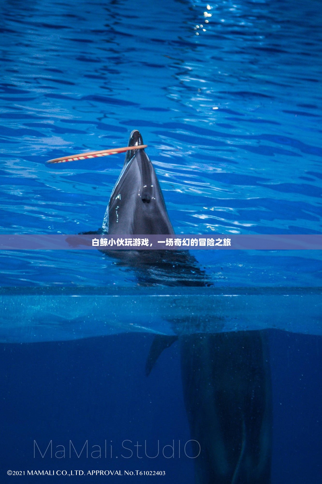 白鯨小伙的奇幻冒險之旅