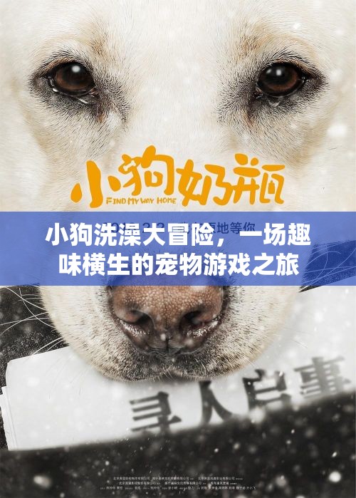 小狗洗澡大冒險(xiǎn)，寵物游戲之旅趣味橫生