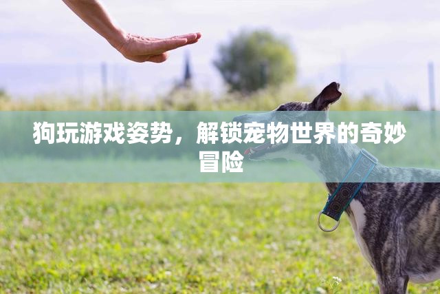 狗玩游戲姿勢，解鎖寵物世界的奇妙冒險