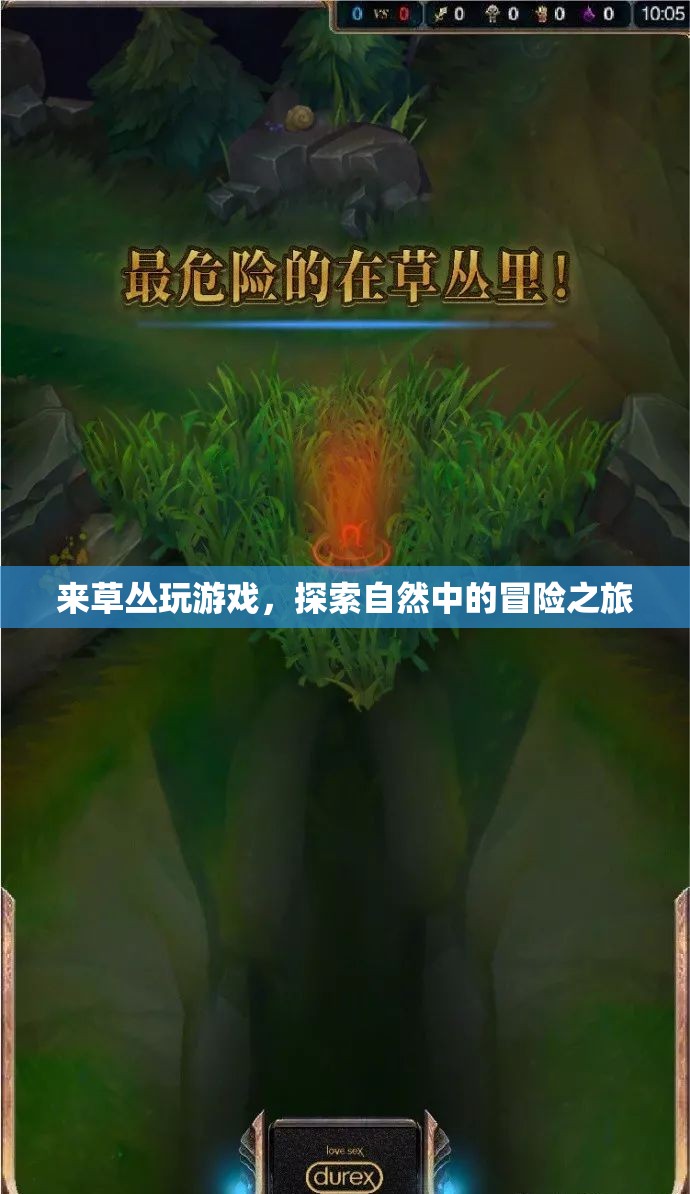 草叢中的冒險(xiǎn)之旅，探索自然中的游戲與驚喜