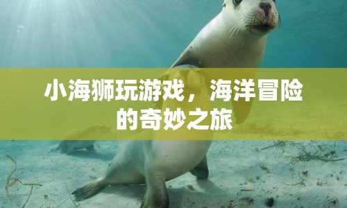 小海獅的海洋冒險(xiǎn)之旅