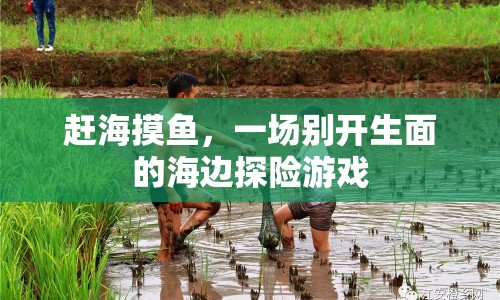 海邊摸魚探險，一場別開生面的游戲盛宴
