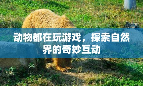 動物游戲，探索自然界的奇妙互動