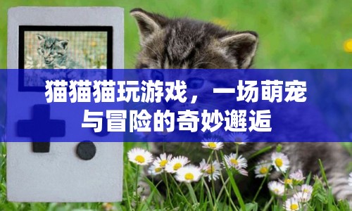 萌寵冒險(xiǎn)記，貓貓貓的游戲時(shí)光