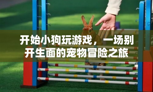 小狗玩游戲，寵物冒險之旅開啟