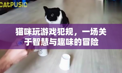 貓咪游戲犯規(guī)，智慧與趣味并存的冒險之旅